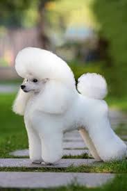 Where To Find Poodles For Sale